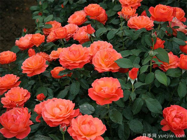 丰花月季怎样进行虫害防治的呢？(图1)