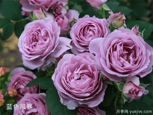 花友总结的十大最美月季是哪些品种？(图2)