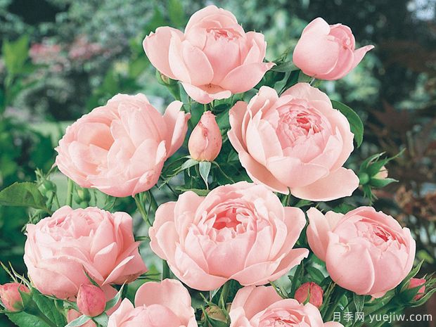 费加罗夫人月季的优缺点是什么？(图1)