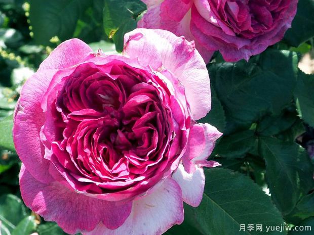 蓝莓蛋糕月季/蒂耶里马尔克斯月季(图1) 蓝莓蛋糕月季/蒂耶里马尔克斯(图1)