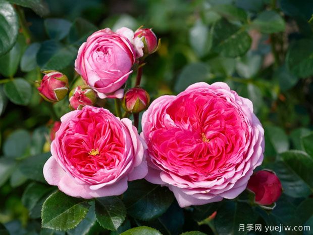 现代艺术月季的优缺点是什么?(图1) 现代艺术月季的优缺点是什么?(图1)