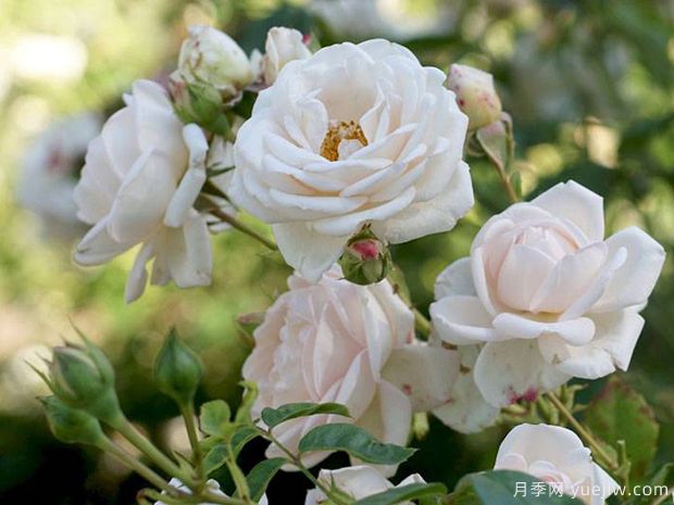 玛婷吉洛月季的优缺点是什么?(图1) 玛婷吉洛月季的优缺点是什么?(图1)