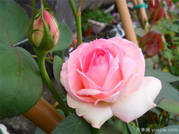 4种月季花量大生长快，适合打造藤本花墙拱门，新手也能养好(图1)