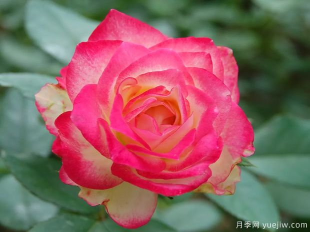 推荐10款复色月季花，一花多色，漂亮极了(图1)