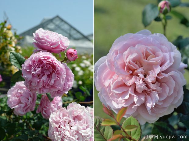 圣奥诺雷月季(图4) 圣奥诺雷月季Saint Honore(图4)