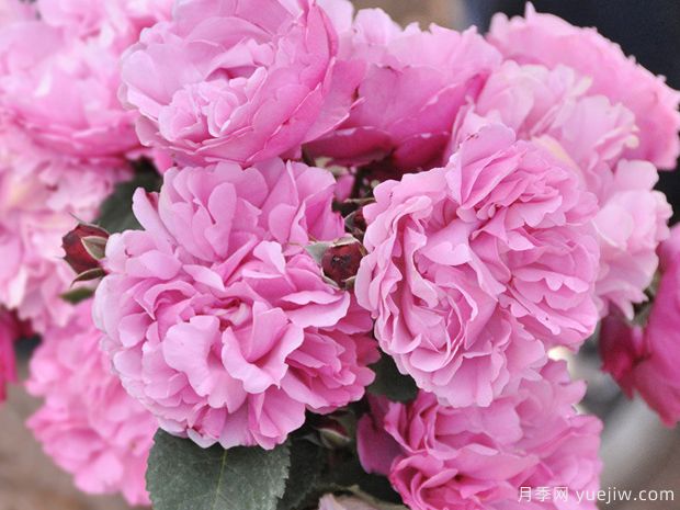 圣奥诺雷月季(图2) 圣奥诺雷月季Saint Honore(图2)