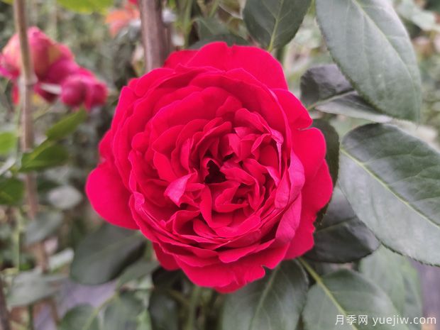 推荐10个花期蕞长的藤本月季品种(图1) 推荐10个花期最长的藤本月季品种(图1)