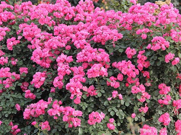 推荐10个花期蕞长的藤本月季品种(图2) 推荐10个花期最长的藤本月季品种(图2)