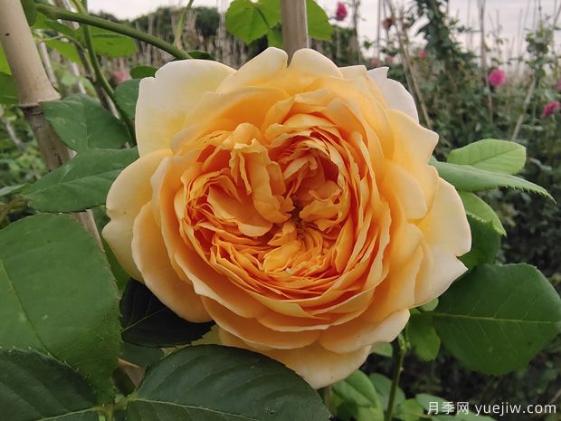 推荐10个花期蕞长的藤本月季品种(图4) 推荐10个花期最长的藤本月季品种(图4)