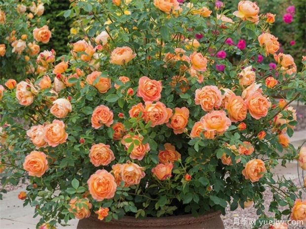 推荐10个花期蕞长的藤本月季品种(图5) 推荐10个花期最长的藤本月季品种(图5)