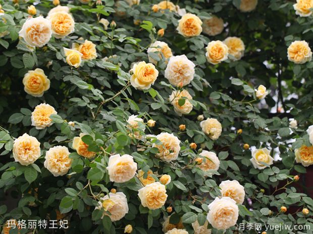 推荐10个花期蕞长的藤本月季品种(图6) 推荐10个花期最长的藤本月季品种(图6)