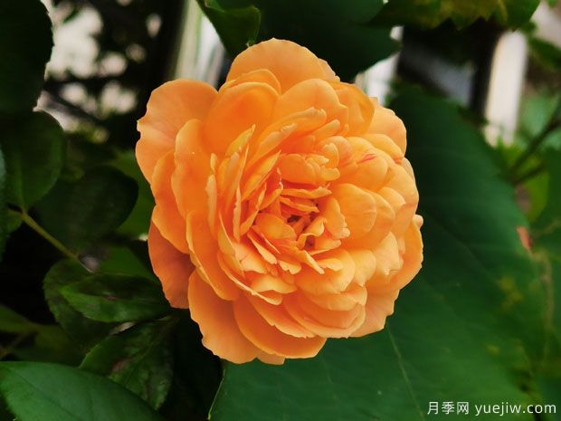 推荐10个花期蕞长的藤本月季品种(图7) 推荐10个花期最长的藤本月季品种(图7)