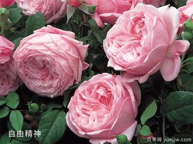 推荐10个花期蕞长的藤本月季品种(图8) 推荐10个花期最长的藤本月季品种(图8)