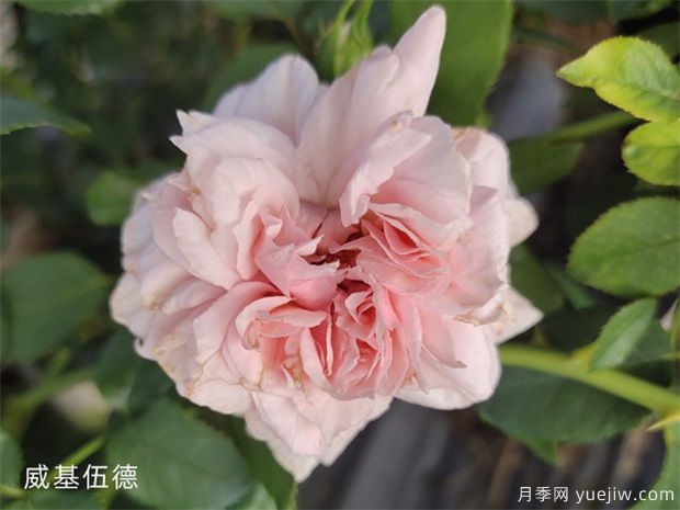 推荐10个花期蕞长的藤本月季品种(图10) 推荐10个花期最长的藤本月季品种(图10)