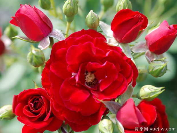 樱桃霜玫迪兰月季(图1) 樱桃霜玫迪兰月季/樱桃冰霜(图1)