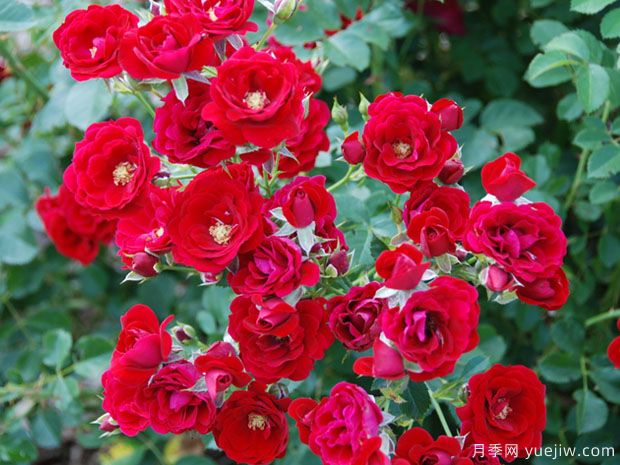 樱桃霜玫迪兰月季(图2) 樱桃霜玫迪兰月季/樱桃冰霜(图3)