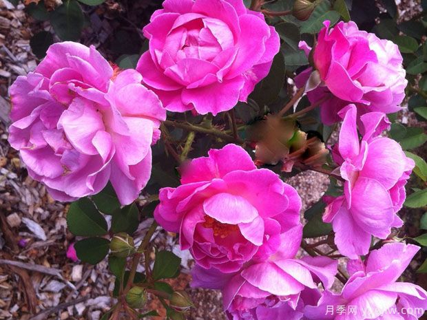 布林达贝拉第一夫人月季(图1)