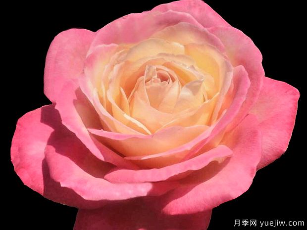 弗朗西丝路易莎月季(图1) 弗朗西丝路易莎月季(图1)