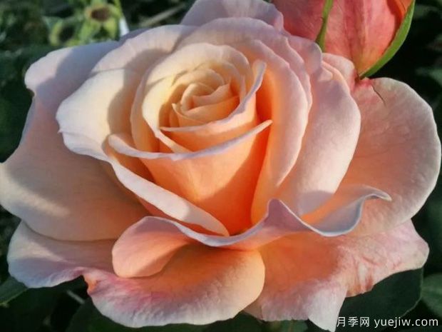 快乐的一天月季的优缺点是什么?(图1) 快乐的一天月季的优缺点是什么?(图1)