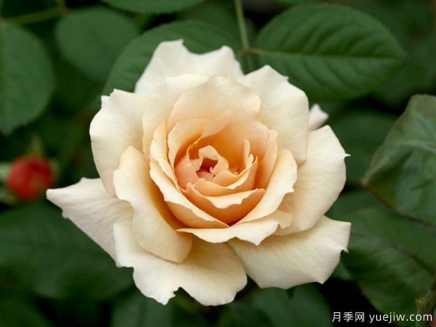 茱莉亚的玫瑰月季/巧克力月季(图1) 朱莉娅玫瑰月季/茱莉亚/巧克力月季(图1)