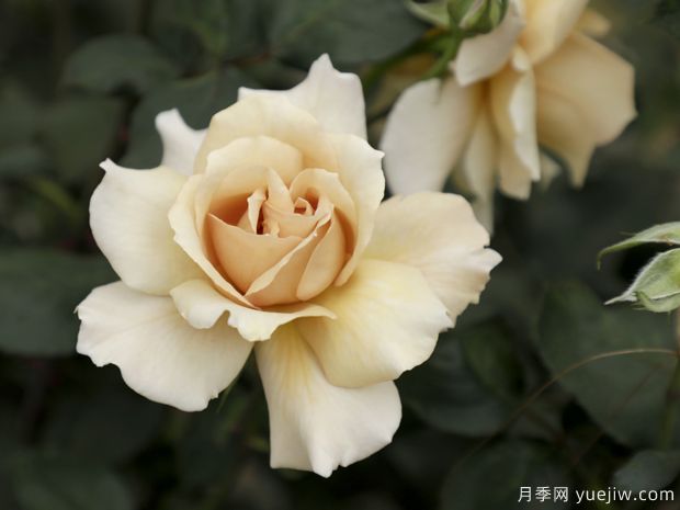 茱莉亚的玫瑰月季/巧克力月季(图2) 朱莉娅玫瑰月季/茱莉亚/巧克力月季(图2)