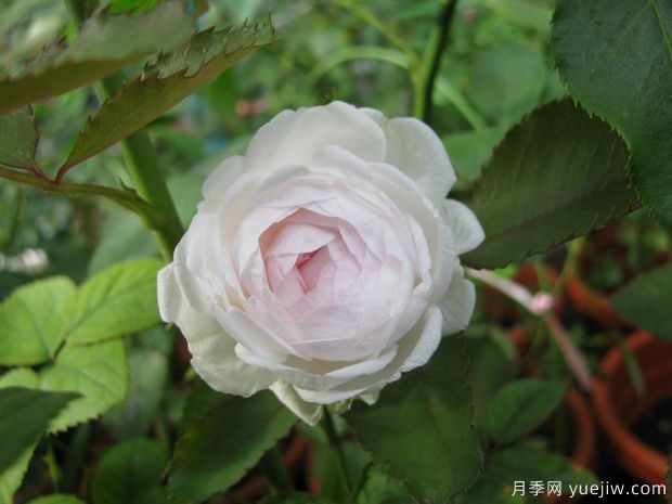 ​3个特别的月季花， 不愁没花看(图1)