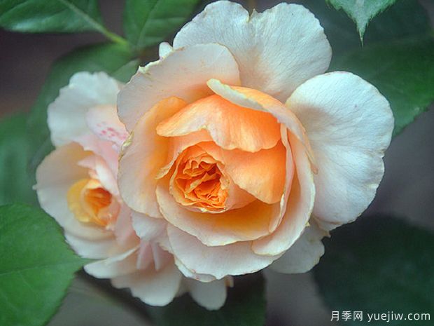 纽带月季/绊月季(图1) 纽带月季/绊月季/牵绊月季(图1)