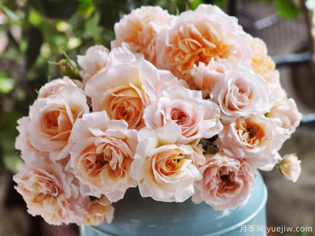 纽带月季/绊月季(图2) 纽带月季/绊月季/牵绊月季(图2)