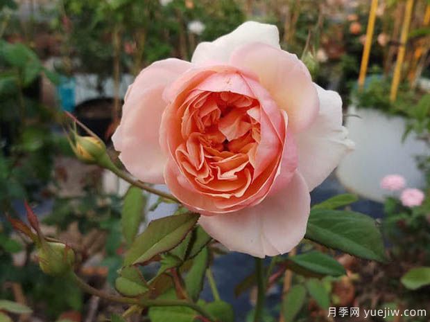 纽带月季/绊月季(图3) 纽带月季/绊月季/牵绊月季(图3)