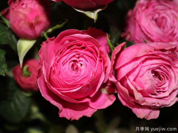 魔法短语月季(图1) 魔法短语月季(图1)