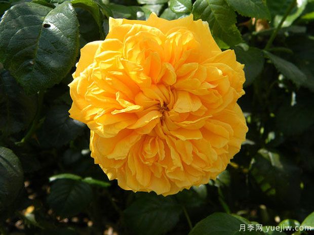 利亚图图月季(图1) 利亚图图月季/莉娅图图月季(图1)