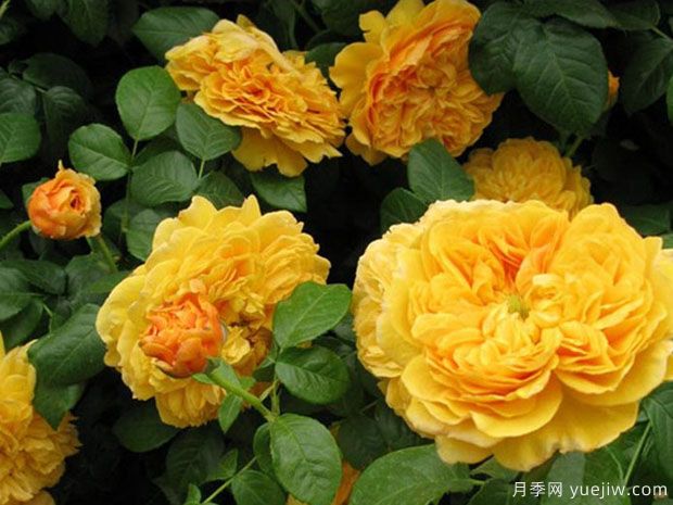 利亚图图月季(图2) 利亚图图月季/莉娅图图月季(图2)