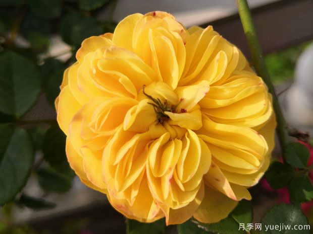 利亚图图月季(图3) 利亚图图月季/莉娅图图月季(图3)