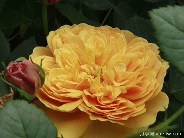 利亚图图月季(图4) 利亚图图月季/莉娅图图月季(图4)