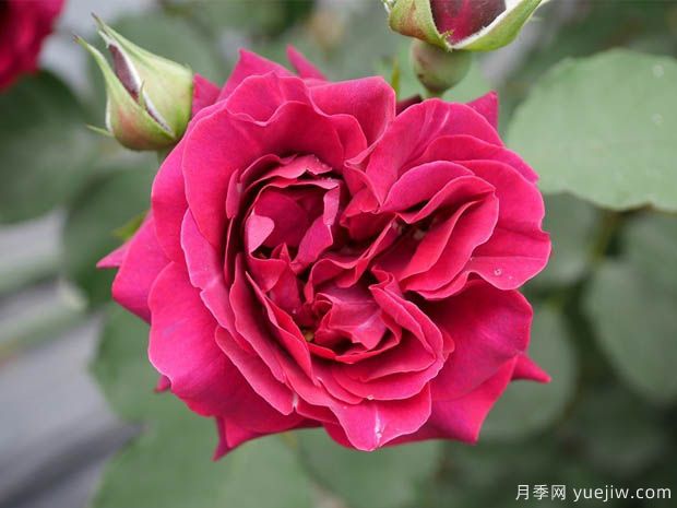 奥德赛月季(图1) 奥德赛月季(图1)