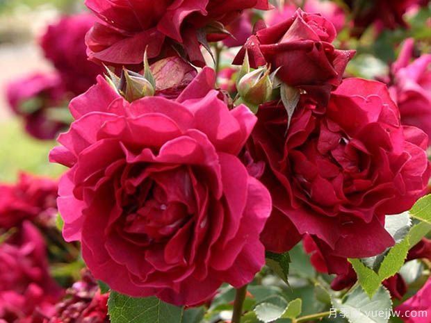 奥德赛月季(图2) 奥德赛月季(图2)