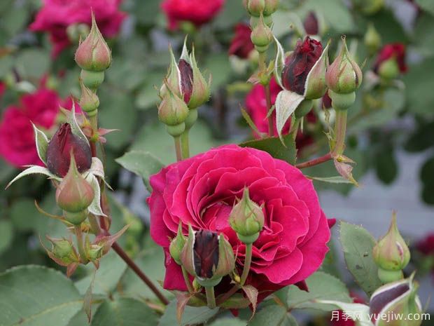 奥德赛月季(图3) 奥德赛月季(图3)