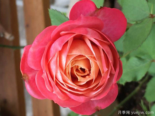 浪漫比克月季(图4)