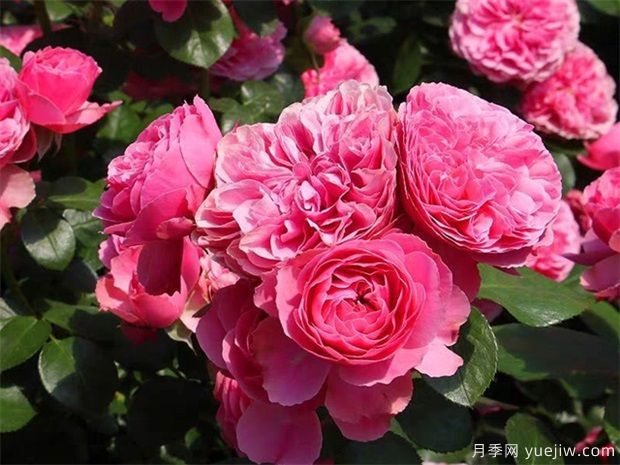 推荐十大经典耐寒藤本月季(图4)