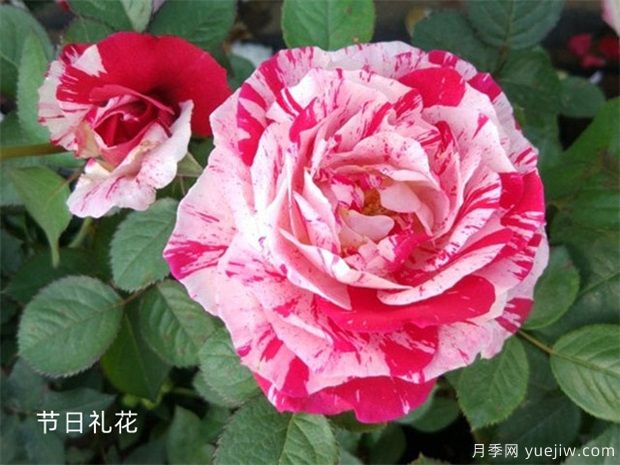 月季网：2025年最热门十大大花月季品种(图9)