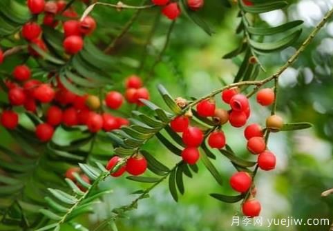 红豆杉干枯枯萎救治方法(图1) 红豆杉干枯枯萎救治方法(图1)