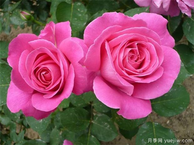 中国月季市花城市文化(图1)