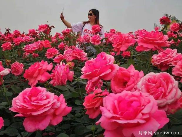 月季名园：绵阳东林牧歌世界月季博览园(图1)