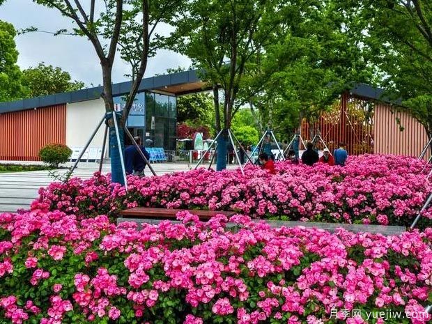 月季名园：苏州盛泽湖月季园(图1)