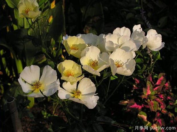 蝴蝶之吻月季/蝶吻月季(美国黄色丰花)(图1) 蝴蝶之吻月季/蝶吻月季(美国黄色丰花)(图1)