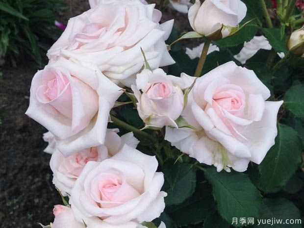 蝴蝶之吻月季/蝶吻月季/贝尔蒙特玫瑰(英国淡粉丰花)(图1) 蝴蝶之吻月季/蝶吻月季/贝尔蒙特玫瑰(英国淡粉丰花)(图1)