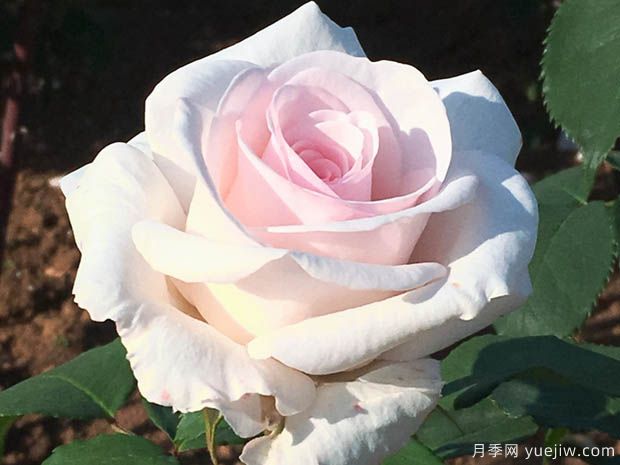 蝴蝶之吻月季/蝶吻月季/贝尔蒙特玫瑰(英国淡粉丰花)(图2) 蝴蝶之吻月季/蝶吻月季/贝尔蒙特玫瑰(英国淡粉丰花)(图2)