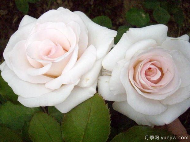 蝴蝶之吻月季/蝶吻月季/贝尔蒙特玫瑰(英国淡粉丰花)(图3) 蝴蝶之吻月季/蝶吻月季/贝尔蒙特玫瑰(英国淡粉丰花)(图3)