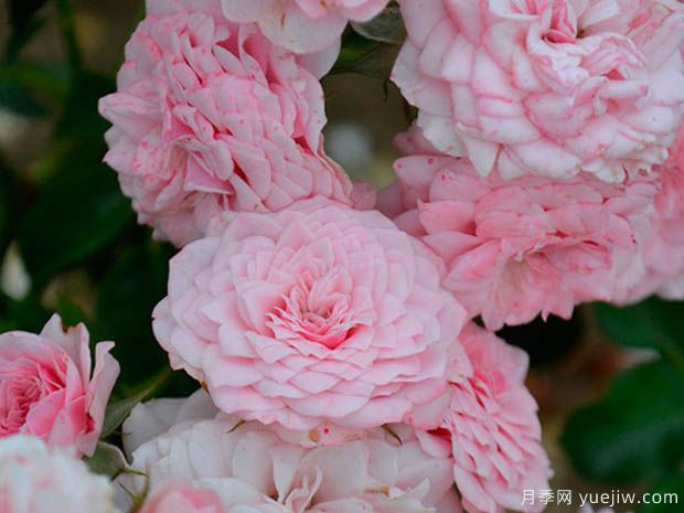 基可宝贝月季(图1) 基可宝贝月季(图1)