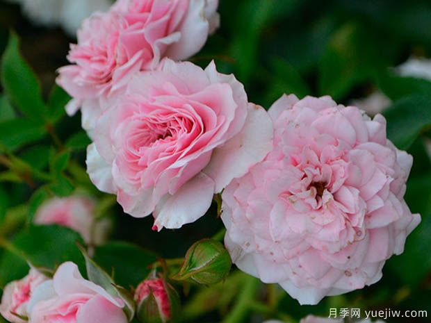 基可宝贝月季(图2) 基可宝贝月季(图2)